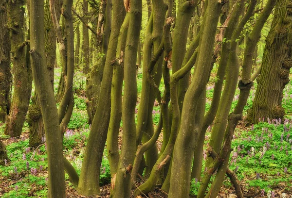 Blumenwiese Wald Malerischer Wald Frühlingsmorgen — Stockfoto