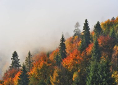 Karpat Dağları Sisli sabah. Sonbahar sisli şafak