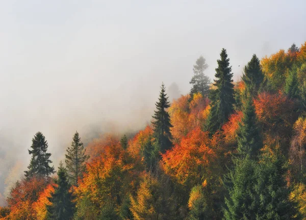 Foggy Morning Carpathian Mountains Autumn Foggy Dawn — Stock Photo, Image