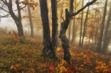 Sonbahar Orman Sisli sabah. ormanda doğal sis