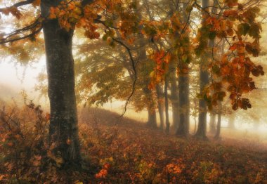 Sonbahar Orman Sisli sabah. ormanda doğal sis