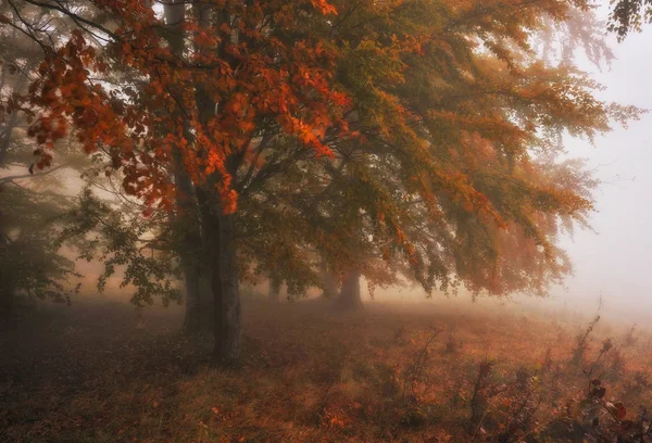 秋の森霧の朝 フォレストの風光明媚な霧 — ストック写真