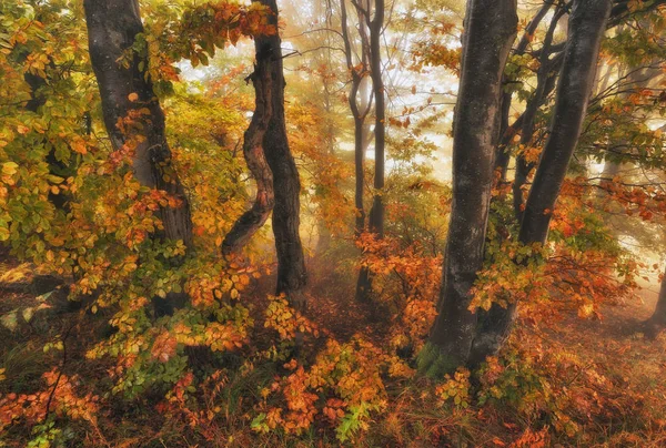 Manhã Nebulosa Floresta Outono Nevoeiro Cênico Floresta — Fotografia de Stock