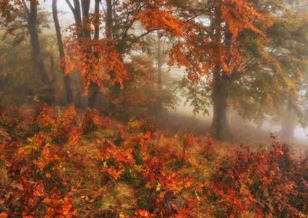 在秋天的森林里雾蒙蒙的早晨 森林中的风景秀丽的雾 — 图库照片
