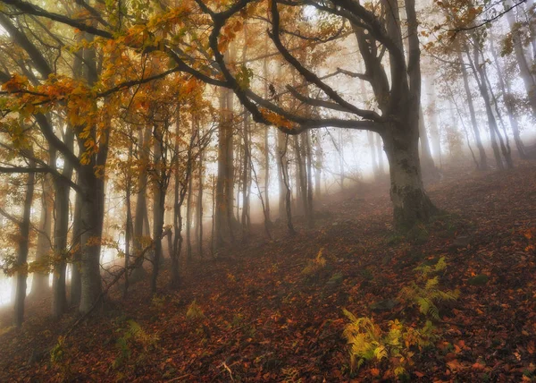 秋の森霧の朝 フォレストの風光明媚な霧 — ストック写真