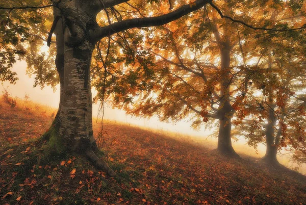 Nebliger Morgen Herbstlichen Wald Landschaftlicher Nebel Märchenwald — Stockfoto