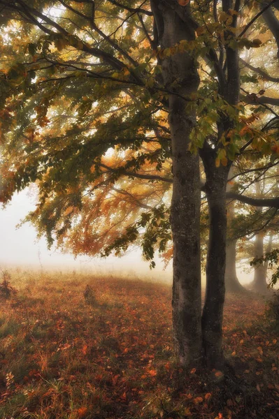 Nebliger Morgen Herbstlichen Wald Landschaftlicher Nebel Märchenwald — Stockfoto