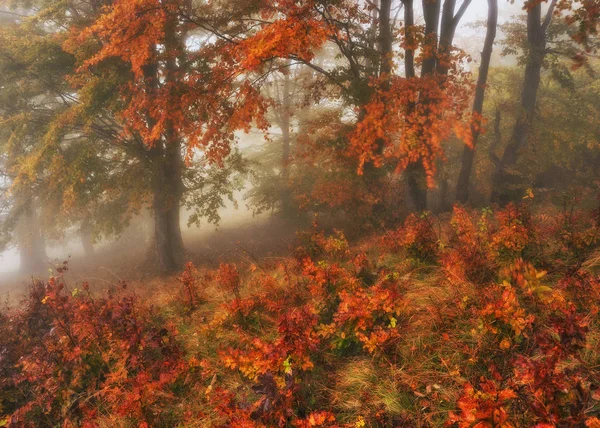 秋の森霧の朝 妖精の森で風光明媚な霧 — ストック写真