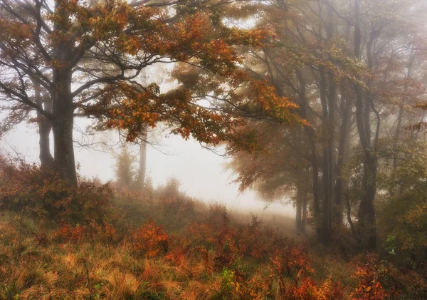 Mglisty Poranek Lesie Jesienią Scenic Mgła Fairy Forest — Zdjęcie stockowe