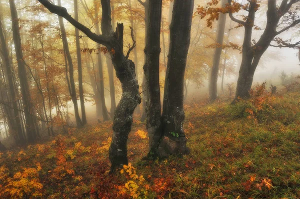Dimmig Morgon Skogen Höst Natursköna Dimma Skogen Fairy — Stockfoto