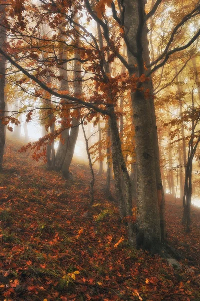 秋の森霧の朝 妖精の森で風光明媚な霧 — ストック写真