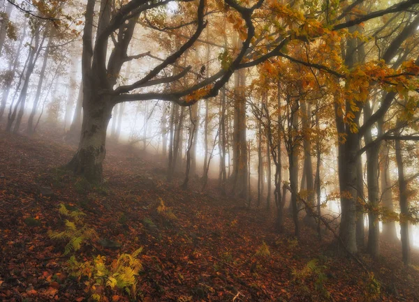 Nebliger Morgen Herbstlichen Wald Landschaftlicher Nebel Märchenwald — Stockfoto
