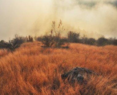 pitoresk bir nehir sisli Kanyonu. sisli sonbahar sabahı