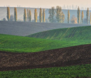 tepelik alan. bir kir alanının pitoresk dalgalar. tepelik Vadisi