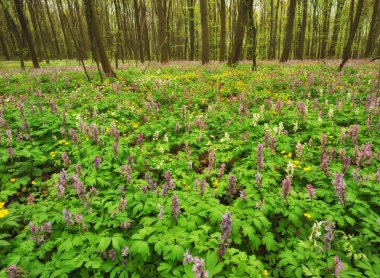 Bahar Orman çiçeklenir. pitoresk orman