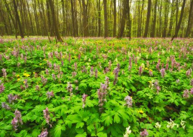 Bahar Orman çiçeklenir. pitoresk orman