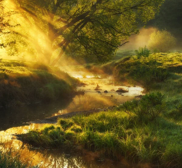 春天早晨山谷风景如画的河流 — 图库照片