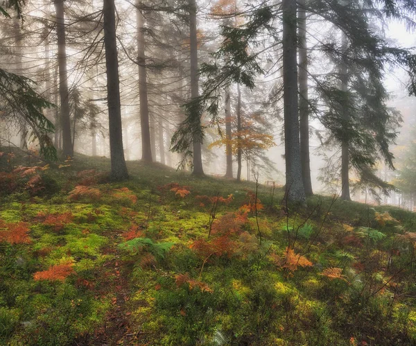 Hösten Skogen Dimmig Morgon Skogen Fairy Carpathian Forest — Stockfoto