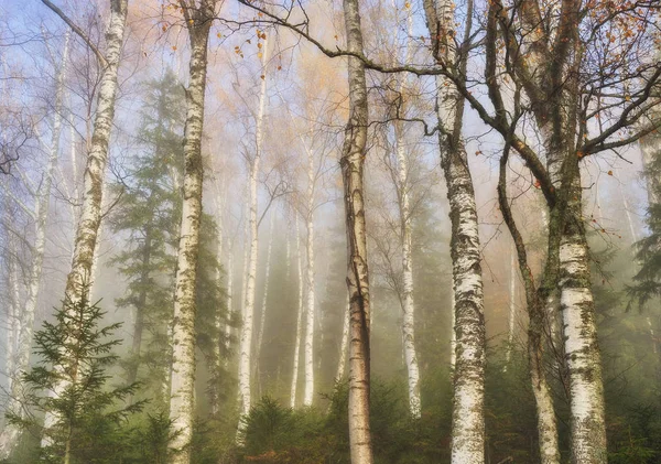Herbstwald Nebliger Morgen Märchenwald Karpatenwald — Stockfoto