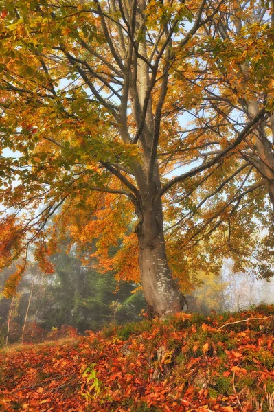 autumn forest. foggy morning in the fairy forest. Carpathian forest