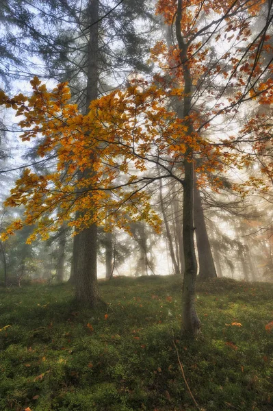 Foresta Autunnale Mattinata Nebbiosa Nella Foresta Fatata Foresta Dei Carpazi — Foto Stock