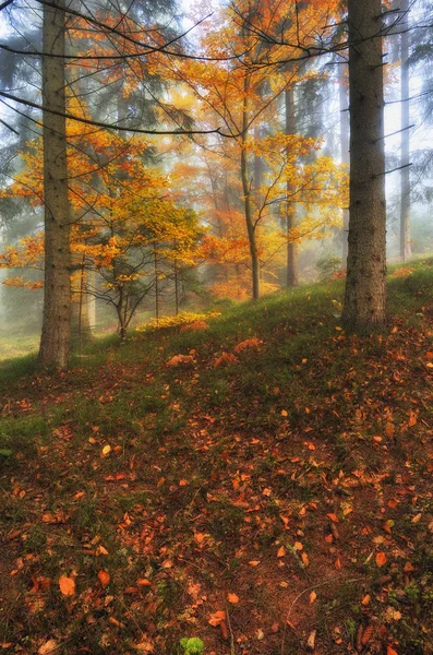 Hösten Skogen Dimmig Morgon Skogen Fairy Carpathian Forest — Stockfoto