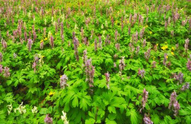 güzel bir orman çiçek çayır. Bahar Orman