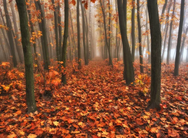 Herbstwald Nebliger Morgen Märchenwald Malerischer Morgen — Stockfoto