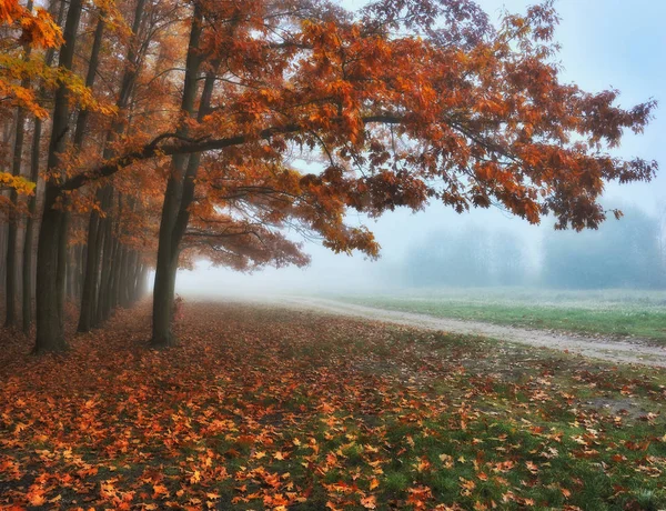 秋の森 妖精の森の霧の朝 美しい朝 — ストック写真