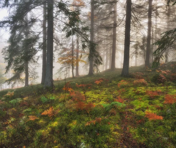 Forêt Automne Matin Brumeux Dans Forêt Fées Matin Pittoresque — Photo