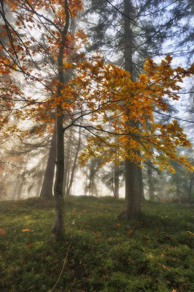 Осенний Лес Туманное Утро Волшебном Лесу Живописное Утро — стоковое фото