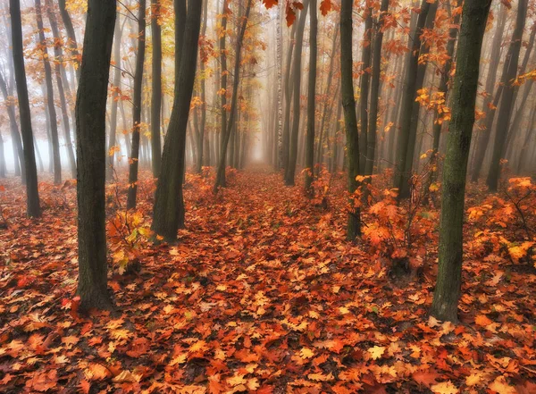 秋の森 妖精の森の霧の朝 美しい朝 — ストック写真