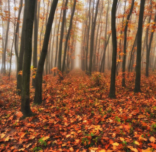 Floresta Outono Manhã Nebulosa Floresta Das Fadas Manhã Pitoresca — Fotografia de Stock