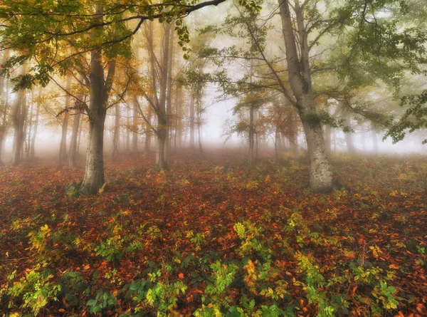 雾蒙蒙的森林 秋天的日出在仙林 风景秀丽的黎明 — 图库照片