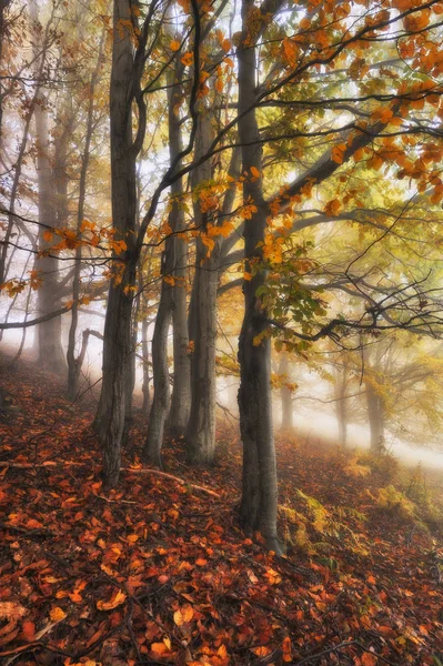 Bosque Niebla Otoño Amanecer Bosque Hadas Amanecer Escénico — Foto de Stock