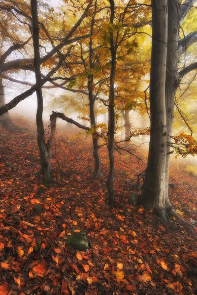 Floresta Nebulosa Nascer Sol Outono Floresta Das Fadas Amanhecer Cênico — Fotografia de Stock