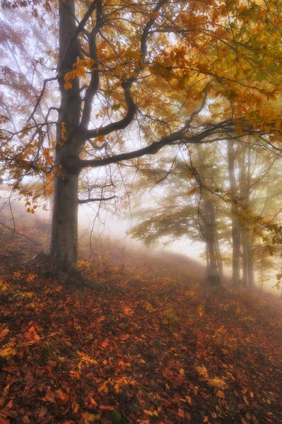 Foresta Nebbiosa Alba Autunnale Nella Foresta Delle Fate Alba Panoramica — Foto Stock