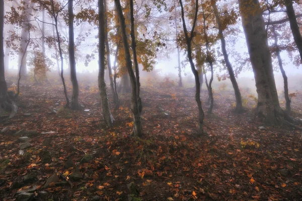 Foggy Forest Autumn Sunrise Fairy Forest Scenic Dawn — Stock Photo, Image