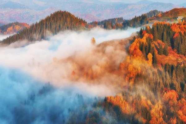 Outono Nascer Sol Nas Montanhas Dos Cárpatos Manhã Nebulosa — Fotografia de Stock