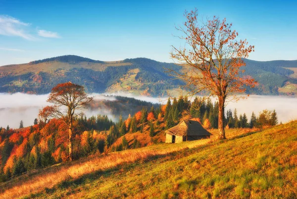 Podzimní Svítání Karpatských Horách Mlhavé Ráno — Stock fotografie