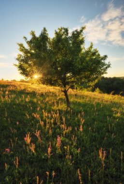 Spring valley. Kanyon pitoresk Nehri