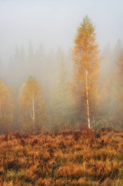 Sonbahar ağaç. pitoresk ağaçta sis. Sisli şafak