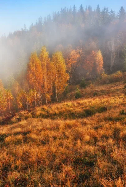 Autumn Tree Picturesque Tree Fog Foggy Dawn — Stock Photo, Image