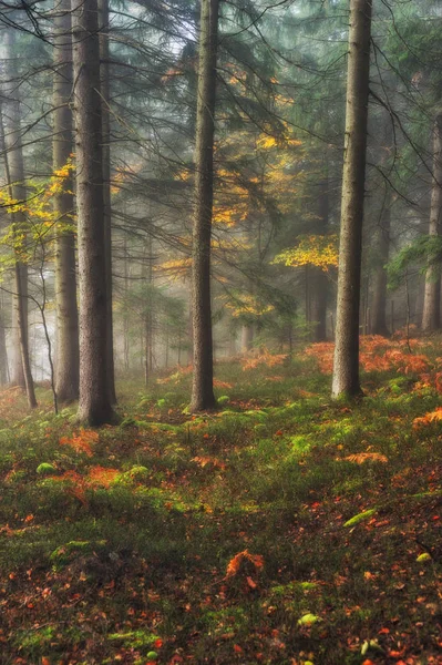 秋のツリー 霧の中で美しいツリー 霧の夜明け — ストック写真