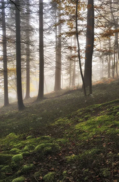 秋天的树 在雾中风景如画的树 雾蒙蒙的黎明 — 图库照片