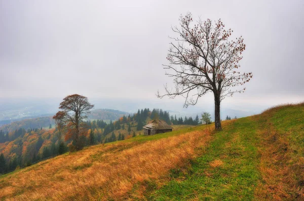 Soirée Automne Dans Les Montagnes Des Carpates Coucher Soleil Pittoresque — Photo