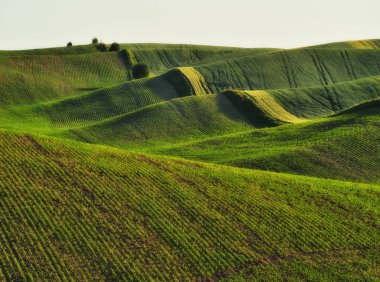 tepelik alan. pitoresk bahar alan. Tarım
