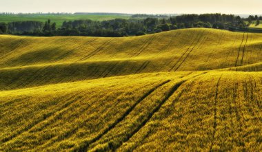 tepelik alan. pitoresk bahar alan. Tarım