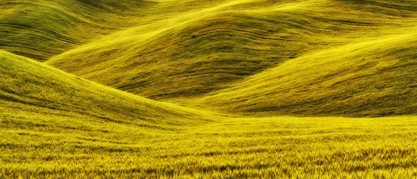 Campo Collinare Pittoresco Campo Primaverile Agricoltura — Foto Stock