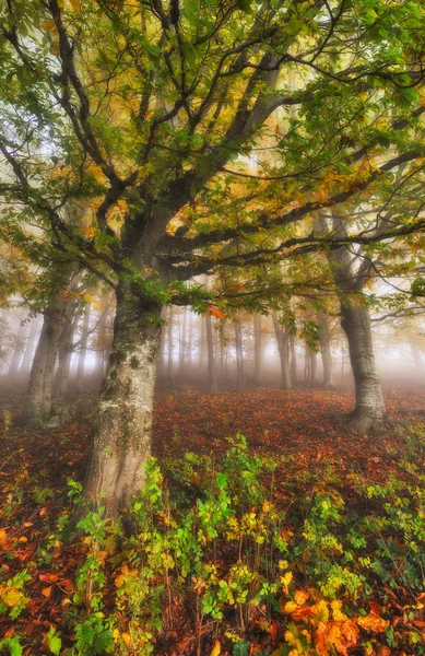 Ομιχλώδες Δάσος Φθινόπωρο Ανατολή Του Ηλίου Στη Νεράιδα Του Δάσους — Φωτογραφία Αρχείου